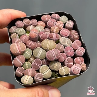 ไลทอป Lithop Mix แคคตัส กระบองเพชร cactus&succulents