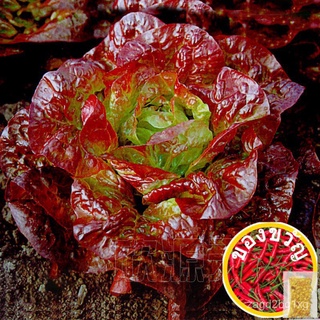 Yan Jihui Hamburg Cream Coffee vegetable lettuce seed purple leaf lettuce cold resistant vegetable seededเมล็ดเชีย เมล็ด