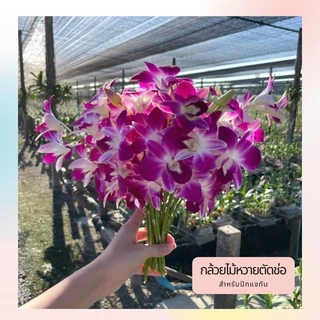 กล้วยไม้หวายตัดช่อคละสี เกรดซี (ต่อกิโล) สำหรับปักแจกัน จัดตกแต่งสถานที่