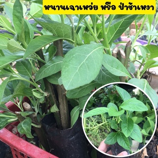 🌿หนานเฉาเหว่ย🌿ป่าช้าเหงา ไม้สมุนไพร ขายพร้อมถุงชำ รากเต็มพร้อมปลูก