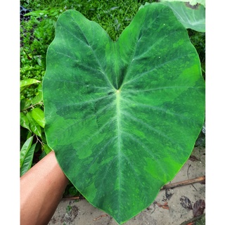 🌱Colocasia tiger stripe บอนเสือโคร่ง ไทเกอร์ สตริป 🌱 ส่งแบบตระกร้า ไม่ตัดใบ