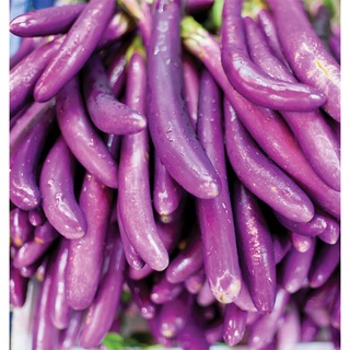 เมล็ด มะเขือยาวม่วง ผิงตง - Ping Tung Long Eggplant