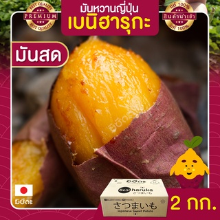 ราคามันหวานญี่ปุ่น 2kg นำเข้าจากญี่ปุ่นแท้ 100% เบนิฮารุกะ ปลูกที่ญี่ปุ่น หวาน ฉ่ำ สดใหม่ทุกสัปดาห์