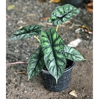 Alocasia dragon scale(อโลคาเซียดราก้อนสเกล)