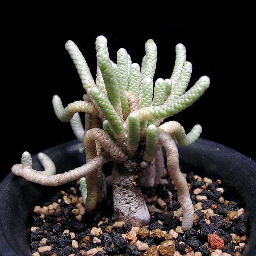 Avonia papyracea (อโวเนีย ปาปี้ลาเชีย)