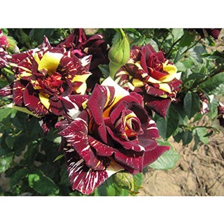 30 เมล็ด กุหลาบ Dragon Rose Seeds สี แดง-เหลือง ดอกใหญ่ นำเข้าพร้อมคู่มือ
