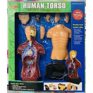 Human Torso เกมส์ร่างกายมนุษย์