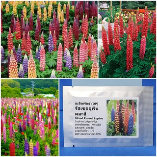 เมล็ดพันธุ์ ดอกรัสเซลลูพิน คละสี (Mixed Russell Lupine Seed) บรรจุ 40 เมล็ด คุณภาพดี ราคาถูก ของแท้ 100%