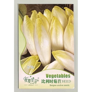 เมล็ดพันธุ์ เบลเยียม เอนไดว์ Belgian endive 20 เมล็ด