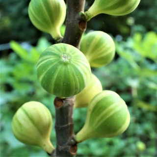 10 เมล็ด เมล็ดมะเดื่อฝรั่ง Figs สายพันธุ์ Tiger Panache มะเดื่อฝรั่ง หรือ ลูกฟิก