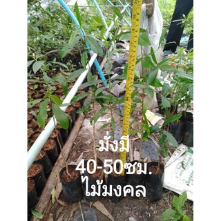 มั่งมี40-50ซม./70 บาท,ไม้มงคลปลูกเสริมบารมี,มีสรรพคุณทางยา