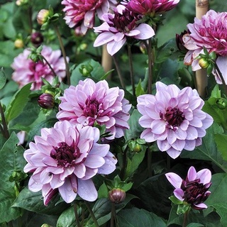 1 เหง้า/ชุุด รักเร่ Dahlia สายพันธุ์ CRÈME DE CASSIS หัวรักเร่ ดอกไม้ ดอกรักเร่ เหง้า นำเข้า ยุโรป หัวสดใหม่