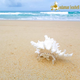 Andaman seashell แก้วเป่าติดเปลือกหอย รูปปูเสฉวน ติดเปลือกหอยหน้ายักษ์