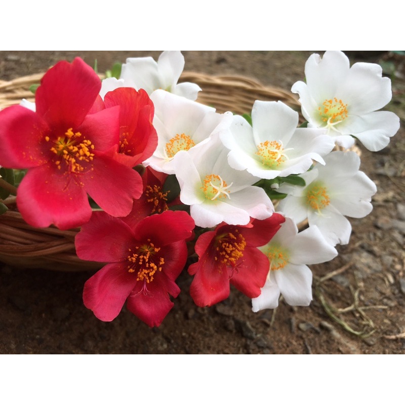 เซ็ตคุณนายตื่นสายสีแดงขาว เซ็ตละ 100 บาท