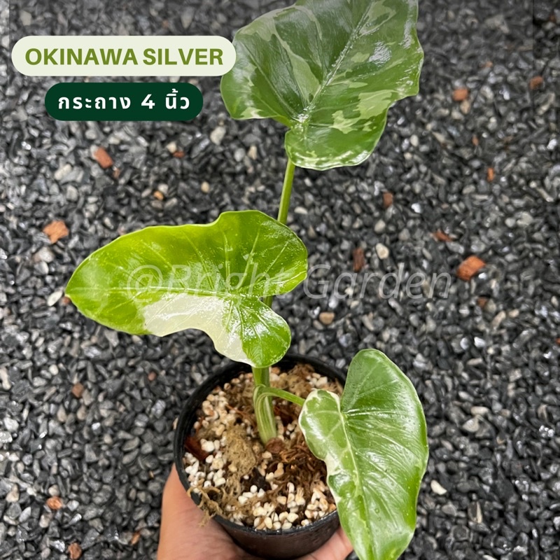 โอกินาว่าด่าง (Alocasia Okinawa Silver) ด่างสวย รากแข็งแรง