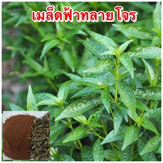 เมล็ดฟ้าทลายโจร 100 เมล็ด