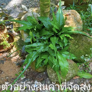 (1กำ) (ขาย ต้นพันธุ์) ต้น เฟิร์นหางหงส์  เฟิร์น หางหงส์ Anantapron