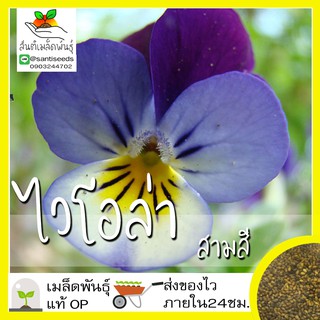 เมล็ดพันธุ์ ไวโอล่าสามสี 100 เมล็ด Viola flower Seed เมล็ดพันธุ์แท้100% นำเข้าจากต่างประเทศ ปลูกผัก สวนครัว สวยงาม ถูกดี