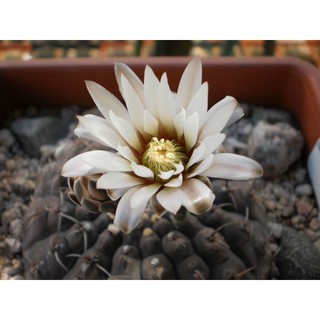 Gymnocalycium bodenbenderianum 30เมล็ด.-89