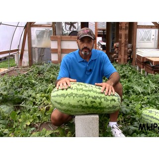 เมล็ด แตงโม พันธุ์จูบิลี - Jubilee Watermelon