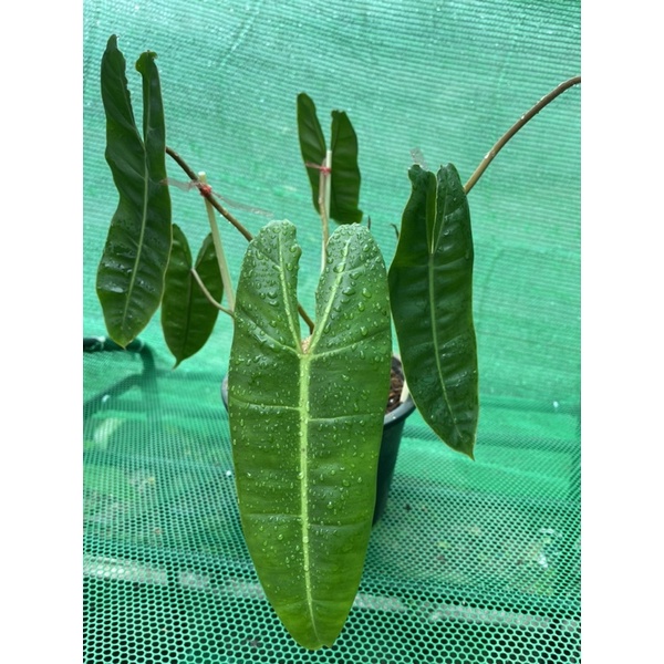 “ ใบใหม่ติดด่าง 1 จุด “ philodendron billietiae “ ก้านส้ม 10 ใบ 1 หลอด “