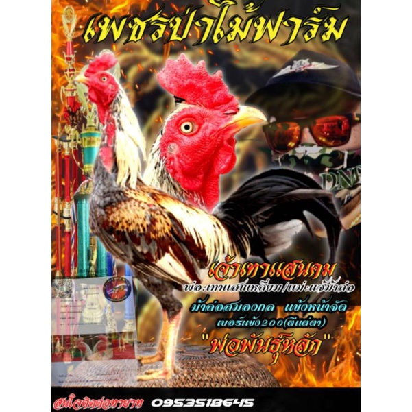 พ่อพันธุ์สายเลือดเงินล้านราคาฟองละ120บาท(พิเศษช่วงโปรซื้อ3ฟองแถมอีก1ฟอง/ซื้อ5ฟองแถมอีก2ฟอง)​