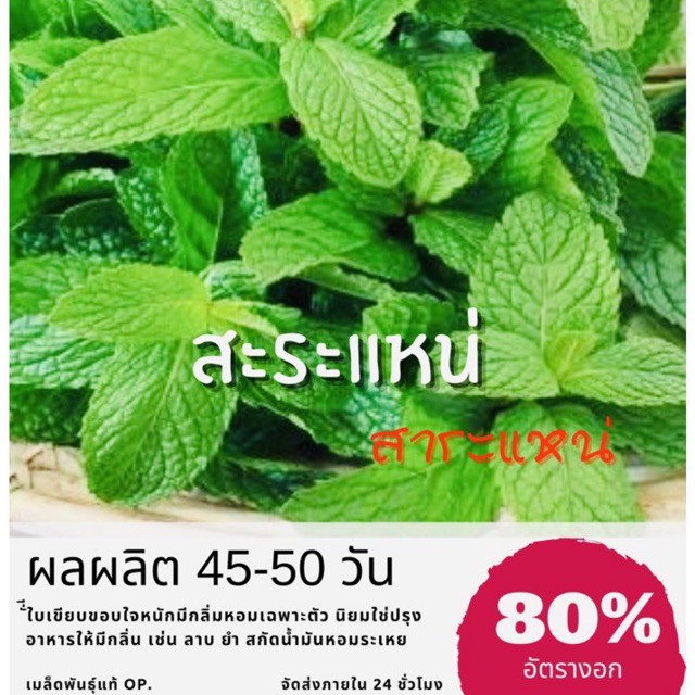 เมล็ดพันธุ์ สาระแหน่ 250 เมล็ด สะระแหน่ ราคาถูก ปลูกง่าย ปลูกไว้ทานกินเอง ซื้อ10แถม1 คละได้