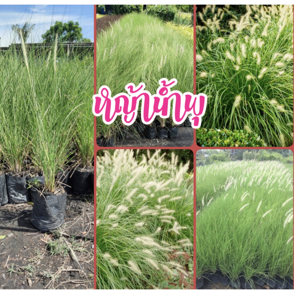 ต้นหญ้าน้ำพุ หญ้าตกแต่งสวน หญ้าดอกขาว