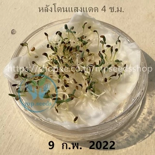 เมล็ดอัลฟาฟ่า 20-100กรัม เมล็ดหญ้าทิโมธี ( เมล็ดใหม่ 2025 จาก แคนาดา) ***ศึกษาวิธีปลูกได้ในรายละเอียดสินค้า***