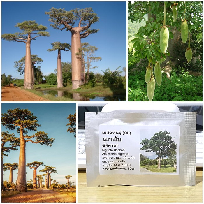 เมล็ดพันธุ์ เบาบับ ดิจิทาทา (Digitata Baobab Seed) บรรจุ 10 เมล็ด คุณภาพดี ของแท้ 100%