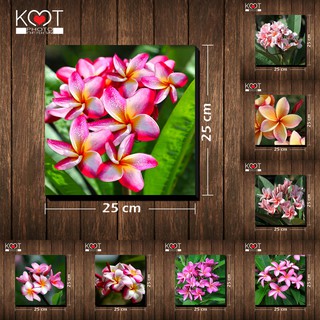 กรอบลอย ติดผนัง ภาพดอกไม้ ดอกลีลาวดี (ขนาด 25x25 ซม.)