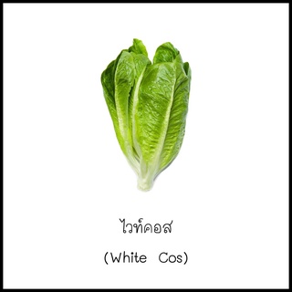 เมล็ดผักกาดไวท์คอส (White cos) 100 เมล็ด [10 แถม 1 คละได้]