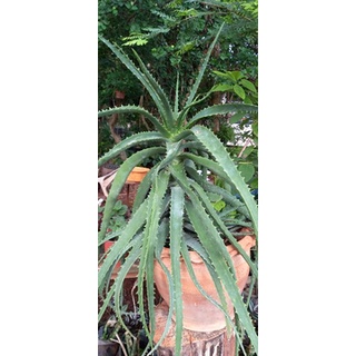 ไร่โชตวัน ว่านหางจระเข้นำเข้า พันธุ์ Climbing aloe