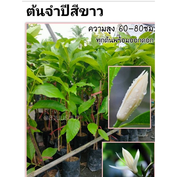 ต้นจำปีสีขาว ทุกต้นพร้อมออกดอก ความสูง 70-90ซม. #เสียหายเคลมฟรี