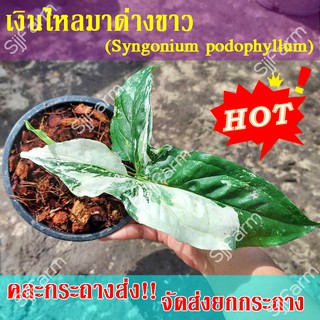 1 กระถาง ต้นเงินไหลมาด่างขาว Syngonium podophyllum คละกระถางส่ง จัดส่งพร้อมกระถาง