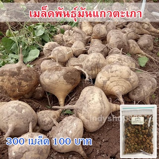 เมล็ดพันธุ์ มันแกว มันแกวตะเภา 300 เมล็ด