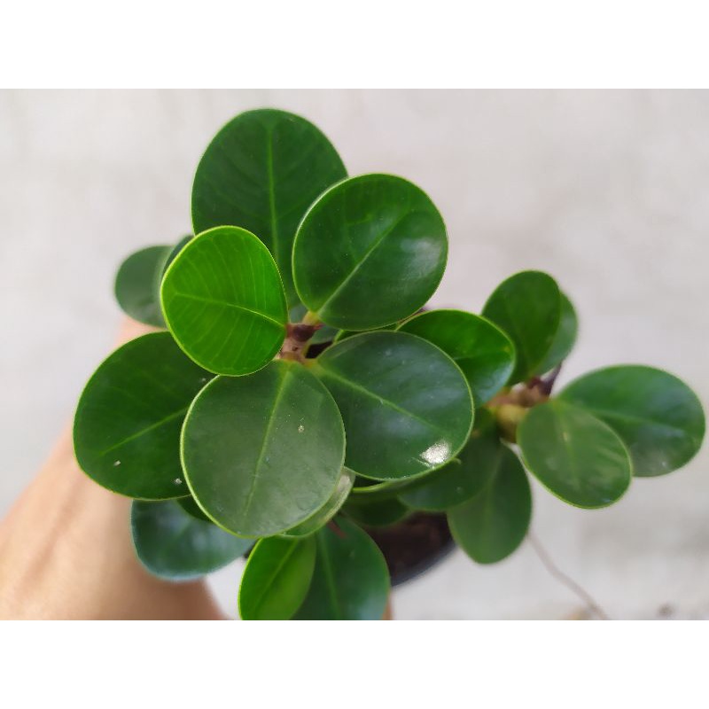 ช้อนเงินช้อนทอง ไม้มงคล ไม้จิ๋ว กระถาง 3 น่ารักๆ บอนไซ เพรมน่า หมากเมเปิ้ล ม่วงเจริญ เชอรี่แคระ สนดำ เมเปิ้ล - รูปที่ 4