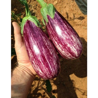 เมล็ดพันธุ์มะเขืออิตาเลียน แองเจล่า Angela Italian Eggplant Seed เมล็ดพันธุ์แท้คุณภาพดี นำเข้าจากต่างประเทศ