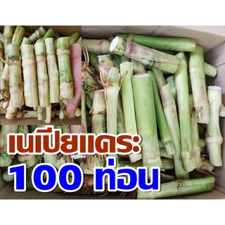 พันธุ์หญ้าเนเปียแคระ 100 ท่อน