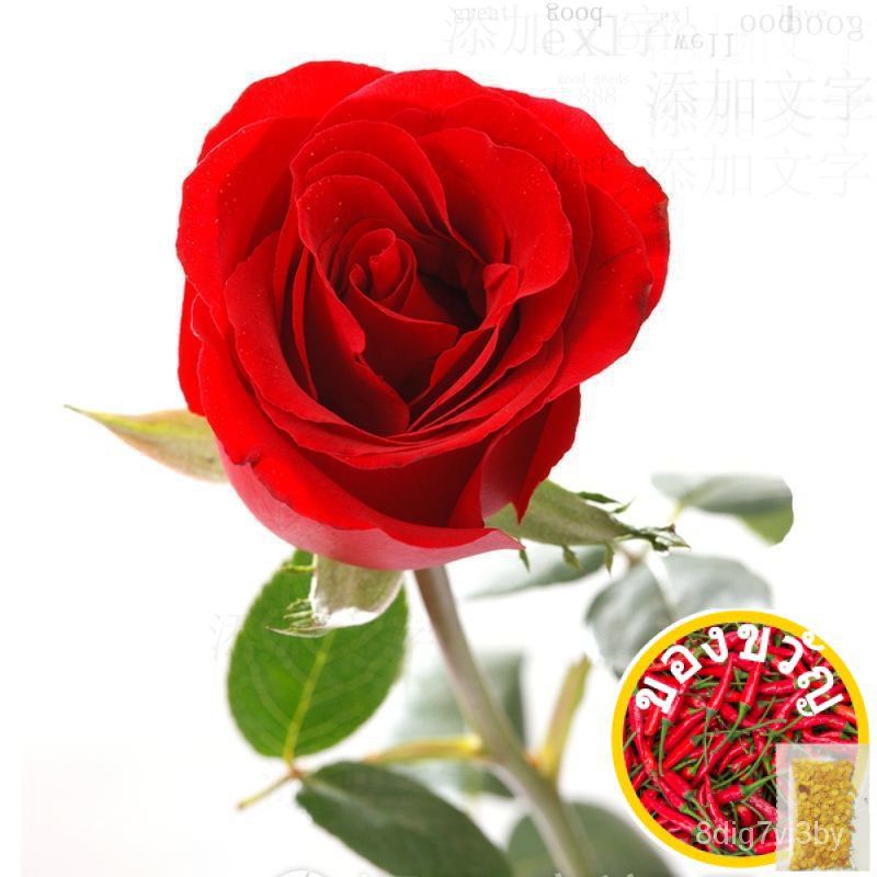 primrose seeds Rose Seeds Original Simple Easy to Plant Live China Rose Rose Seeds Indoor Balcony Bo