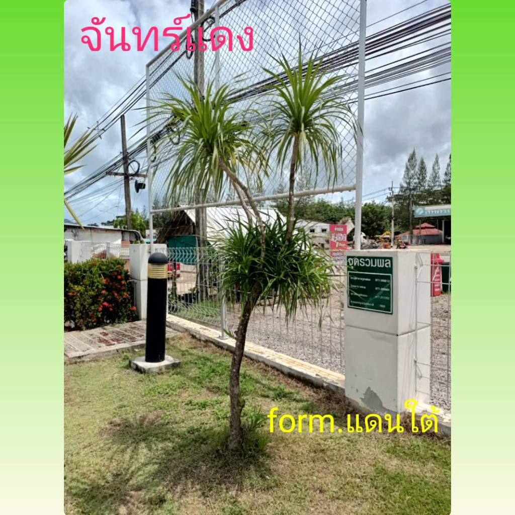 จันทร์แดงพรรณไม้ภาคใต้รวมยอด