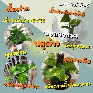[ขั้นต่ำ5กิ่ง] พลูด่าง ขายเป็นกิ่ง ซื้อ5กิ่งขึ้นไปเท่านั้น ตัดสดจากสวน มีแถมทุกออเดอร์