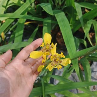 Flower Garden F386 ต้นไอริส ไอนิสน้ำ Iris "ดอกสีเหลือง" มีราคาส่ง