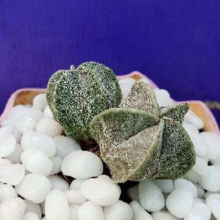 Astrophytum ornatum แอสโตรไฟตัม ออนาตัมแฝด กับกระถางสีชมพู