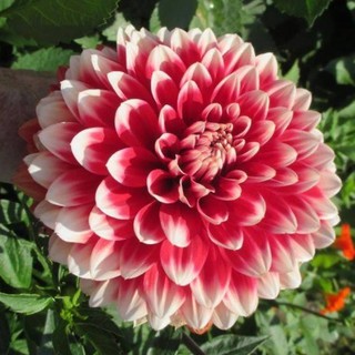 รักเร่ Dahlia สายพันธุ์ Red Fubuki นำเข้าจากเนเธอร์แลน หัวสดใหม่ 1 หัว/ออเดอร์