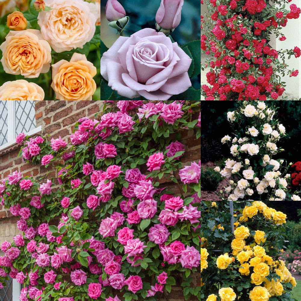เมล็ดพันธุ์ กุหลาบเถาเลื้อย สายพันธุ์อังกฤษ คละสี ดอกใหญ่ Climbing Rose Seeds นำเข้าจากต่างประเทศ 30 เมล็ด