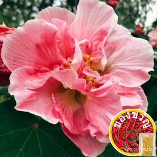 ไอเอ็นจี Hibiscus เมล็ดพืชสวนเมล็ดกระถางพืชบอนไซประดับต้นไม้สดพืชในร่มกลางแจ้งจริงพืชอากาศ P LODG