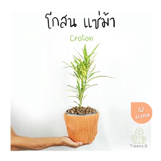 Treeno.9 T382 โกสน แซ่ม้า ไม้มงคล (Croton) ถุง 6 นิ้ว / สูง 30-50 ซม. / ไม้ประดับ (ต้นไม้)