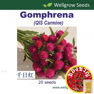 ◾: Gomphrena QIS Carmine50เมล็ดเม็ด (Wxh) DGYO