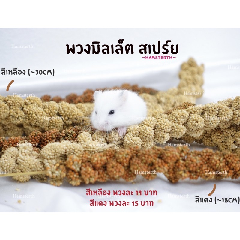 [Hamsterth] มิลเล็ตสเปรย์ พวงมิลเล็ต ธัญพืช ขนม แฮมสเตอร์ อาหาร สำหรับสัตว์ฟันแทะ เม่นแคระ แฟตเทล